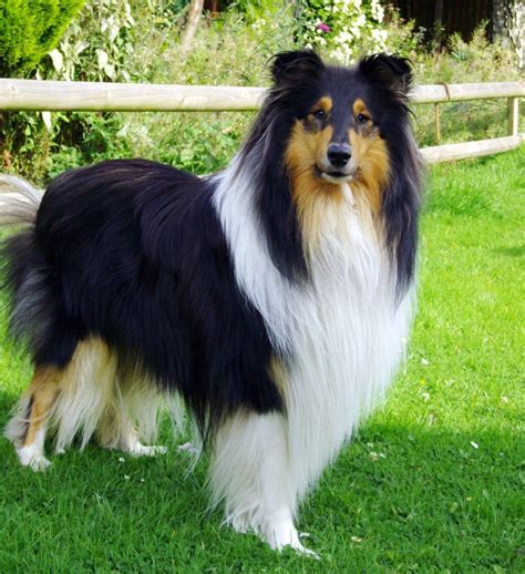 Tricolor rough collie | Rough collie, Collie dog, Collie puppies