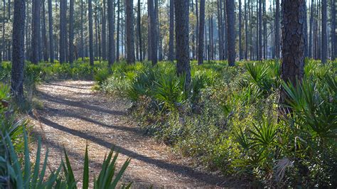 Olustee Battlefield State Park – Florida Hikes