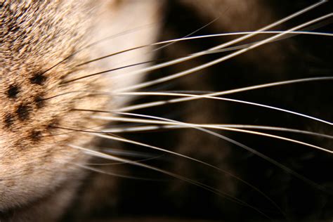 Automotive word of the week - whiskers > ENGINEERING.com