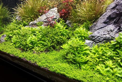 Simple guide to nutrient dosing in a planted tank by Dennis Wong Planted Aquarium, Aquascape ...