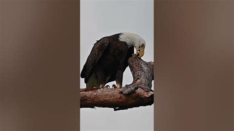 Eagle feaking to maintain it’s impressive beak in prime conditions ️🦅! #eagle #baldeagle #trsp ...