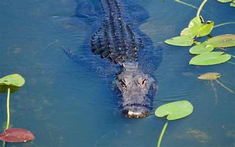 Crocodile Underwater Swimming - Free photo on Pixabay - Pixabay