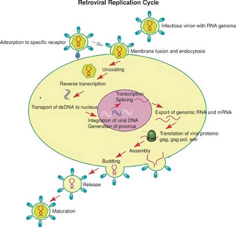 Retroviridae | Basicmedical Key