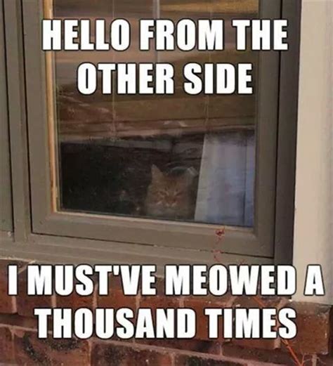 Adele meme of a cat outside the window with her song as the caption ...