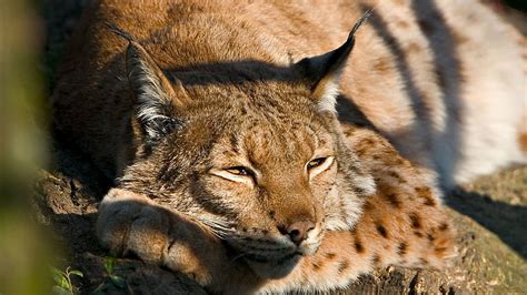 HD wallpaper: brown lynx cat, muzzle, sleep, cute, wildlife ...