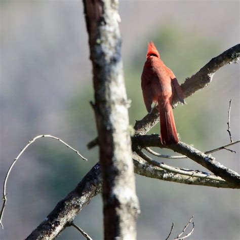 Illinois State Bird - Bird Watching Academy