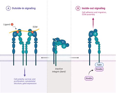 Outside-in and Inside-out Integrin Signaling Pathways | BioRender Science Templates