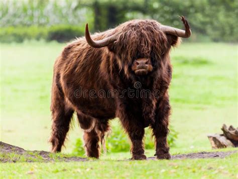 Highland cattle bull stock image. Image of bull, green - 67949685