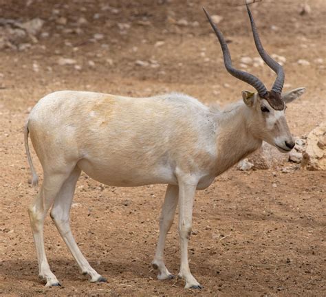 addax | Adaptations & Facts | Britannica