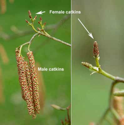 Alnus rubra | Landscape Plants | Oregon State University