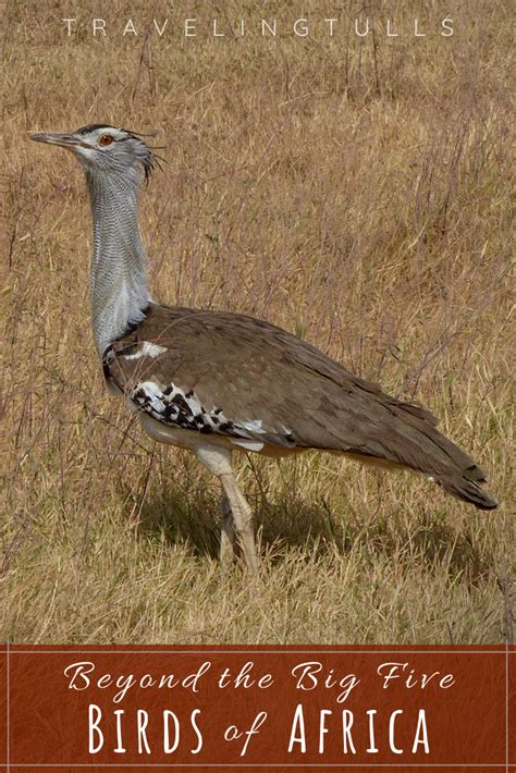 African Savanna Birds - Pets Lovers