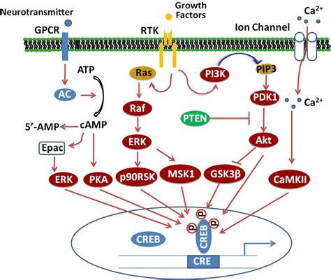 Frontiers | cAMP Response Element-Binding Protein (CREB): A Possible Signaling Molecule Link in ...