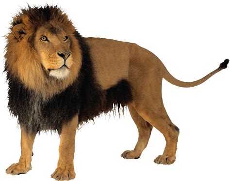 Download Lion Png Image HQ PNG Image | FreePNGImg