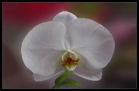 Orquidea blanca Foto & Bild | macro , spezial, natur Bilder auf fotocommunity