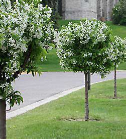 Rebecca Cunningham: Dwarf Flowering Crabapple Trees Zone 5 / Small Or Dwarf Weeping Trees For ...