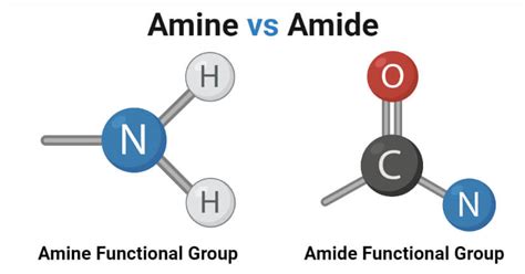 Amine vs Amide- Definition, 11 Major Differences, Examples