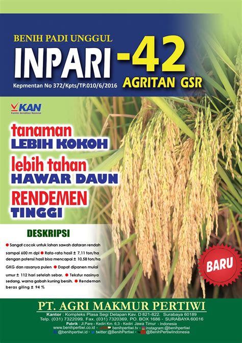 Padi Inpari-42 – BENIH PERTIWI