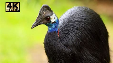 8K Ultra HD Video || Southern cassowary bird eating fruit in a green ...