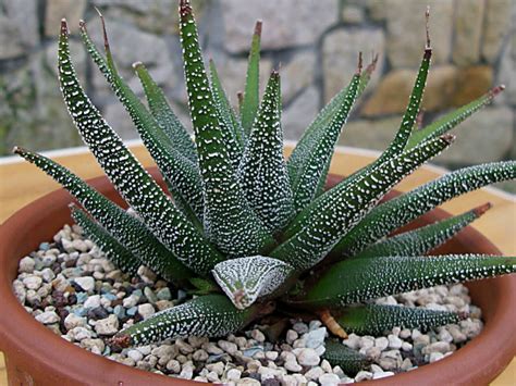 Haworthia attenuata var. radula (Hankey Dwarf Aloe) | World of Succulents