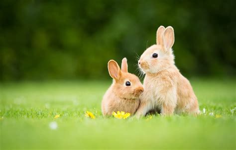 Wallpaper grass, glade, spring, rabbit, rabbits, red, flowers, a couple, Duo, Bunny, two ...