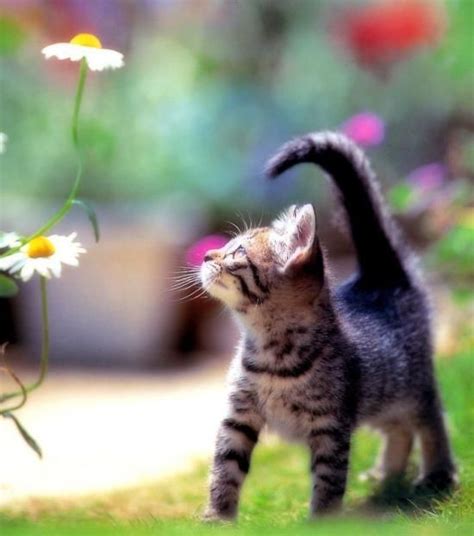 kitten and daisies | Kittens cutest, Kittens, Cute cats