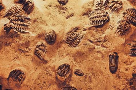 The most common types of fossils -- finding ancient life preserved in rock