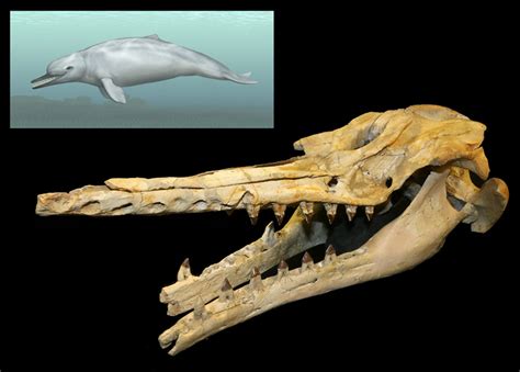 Fossil Whale Offers Clues to Origins of 'Seeing With Sound' | Science ...