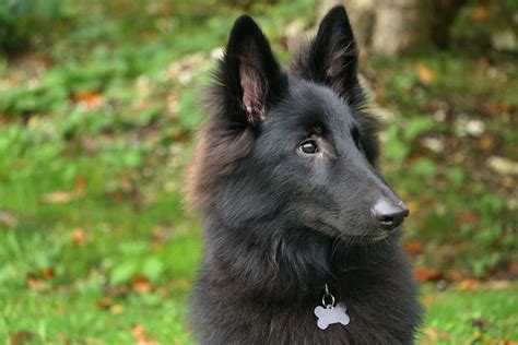 Belgian Sheepdog