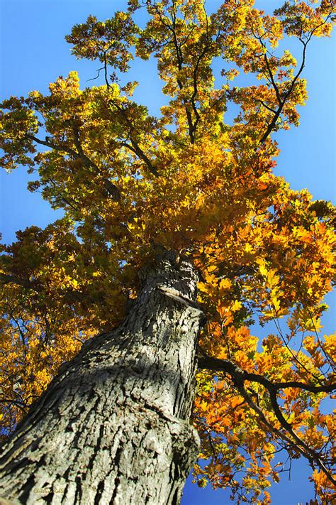 Mighty Oak Tree Photograph by Christina Rollo