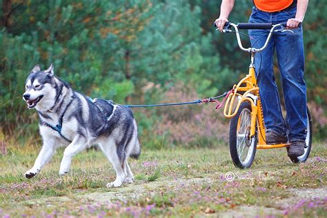 Pawtrekker Classic Dogscooter - Onlineshop Lasagroom