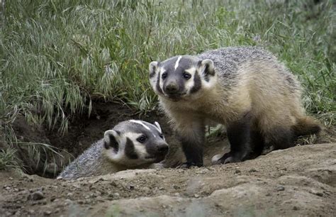 The American Badger’s Habitat (How Do Badgers Live?) – Floofmania