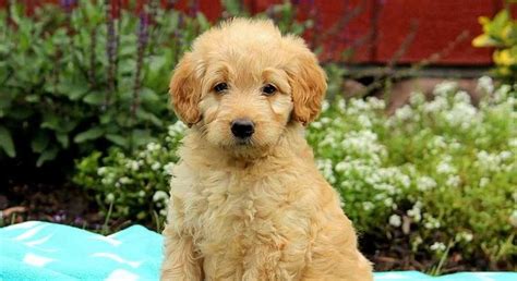 Mini Goldendoodle.Meet Addie-F2 a Puppy for Adoption.