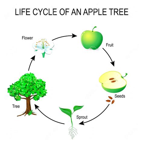 Printable Life Cycle Of A Tree