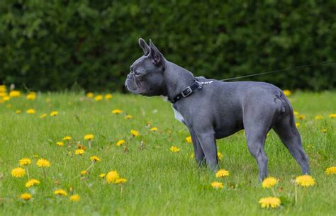 Boston Terrier Colors: Rarest to Most Common - A-Z Animals