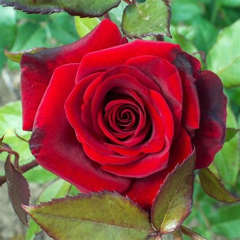 Crimson Glory, Cl | Wild Rose Nursery