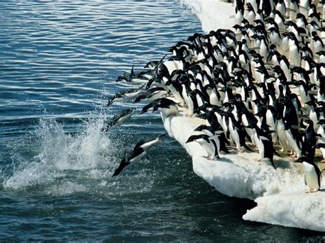 50 Most Incredible Photos Of Animal Migration