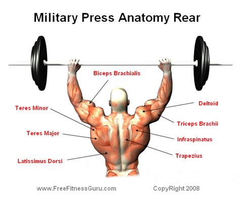 FreeFitnessGuru - Rear View Military Press Anatomy | Military press, Anatomy, Police workout