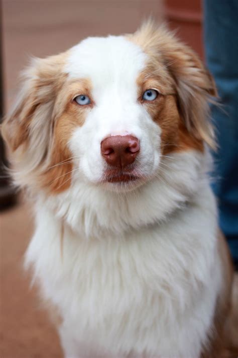 All Australian Shepherds, All the Time | Red merle australian shepherd, Merle australian ...