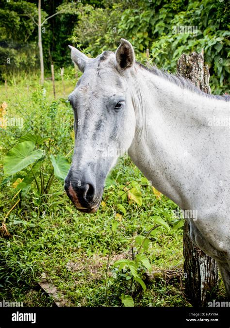 Swayback horse hi-res stock photography and images - Alamy