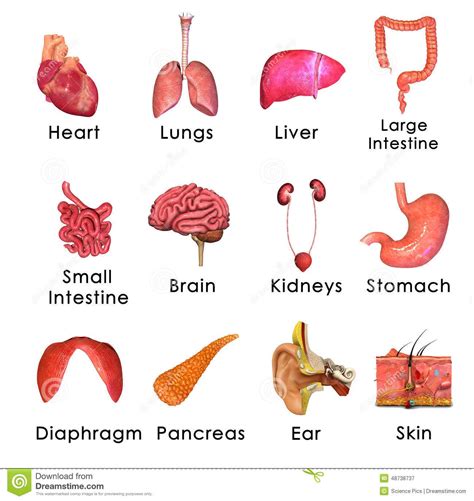 Human Organs | Picture of body, Body organs, Human body diagram