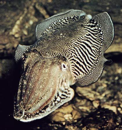 Cuttlefish | cephalopod | Britannica.com