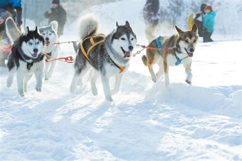 The Winter Bucket List: The BEST Winter Activities in Wisconsin!