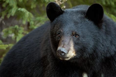 Discover the Largest Black Bear Ever Caught in Arizona - A-Z Animals