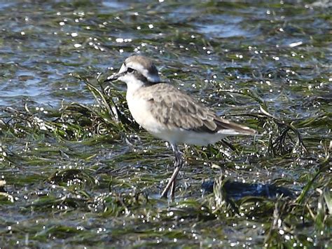 Langebaan Lagoon birdwatching | Wildlife Insight