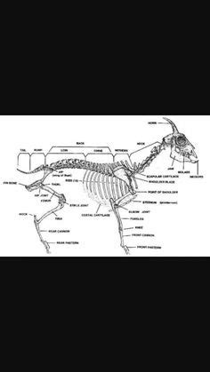 Goat Skeleton Diagram