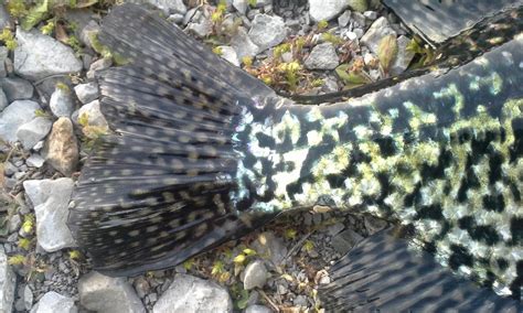 The Show Me Fly Guy: Beautiful Black Crappie