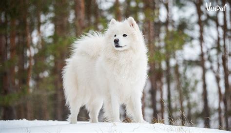 Giá Chó Samoyed và 6 điều cần phải biết khi mua chó Samoyed