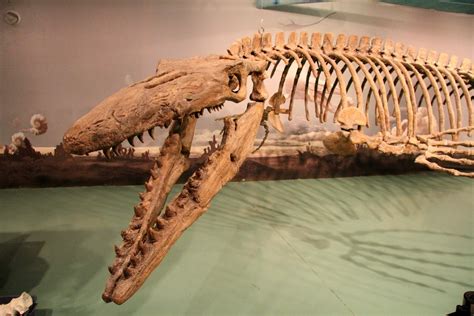 Mosasaur Fossils For Sale - FossilEra.com