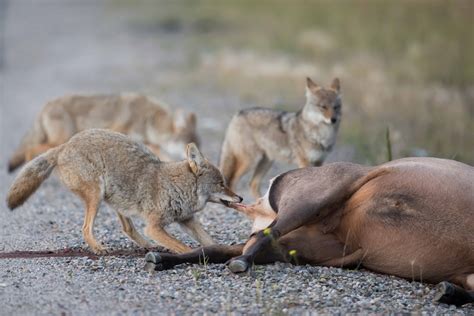 What Do Coyotes Eat? Exploring The Diet Of These Cunning Canids ...