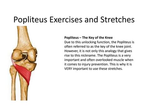 Popliteus exercises and stretches | PPT | Free Download